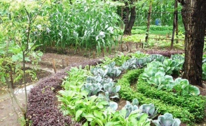 biointensive-gardening-growing-vegetables-700×524