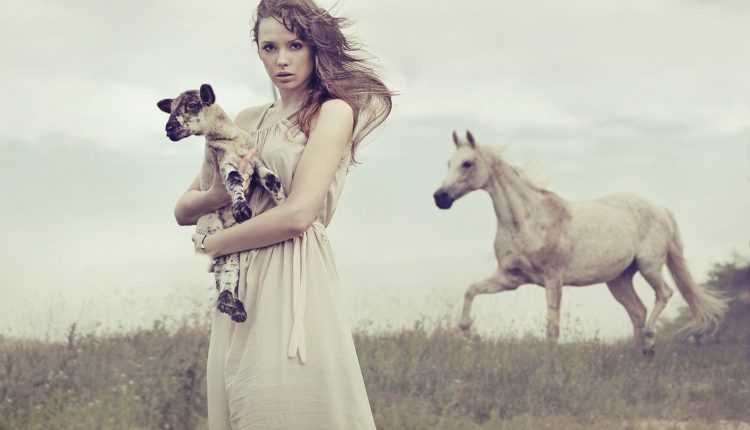 sheep and horse